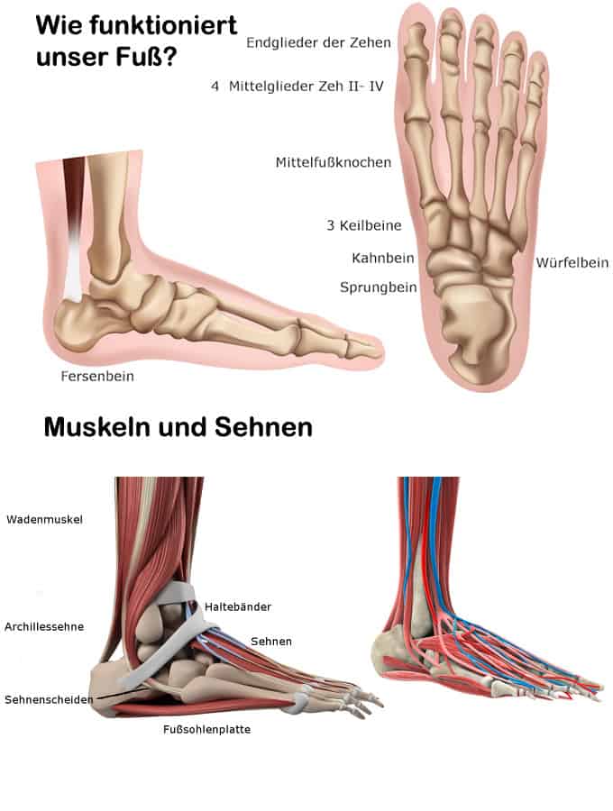 Die Füße - Muskeln und Sehnen