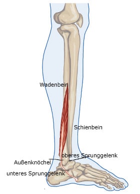 Sprunggelenkt