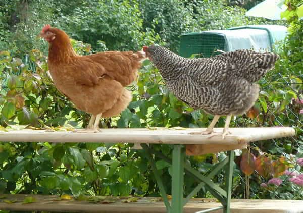 Hühner auf der Bierbank