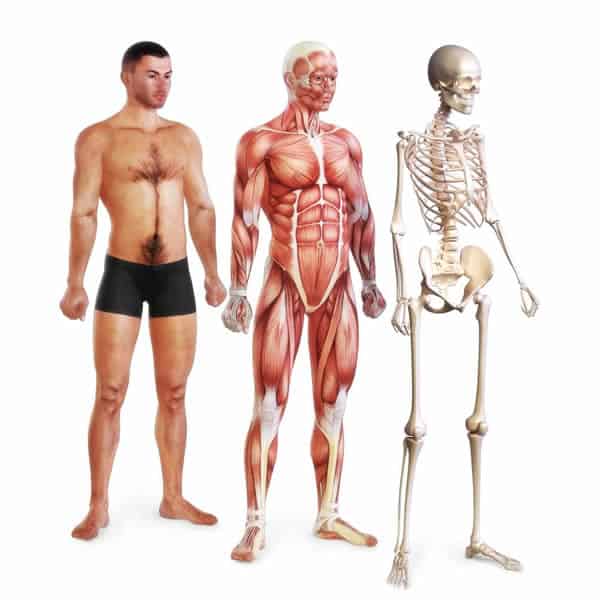 Mann skelett frau unterschied Anatomie Mensch,
