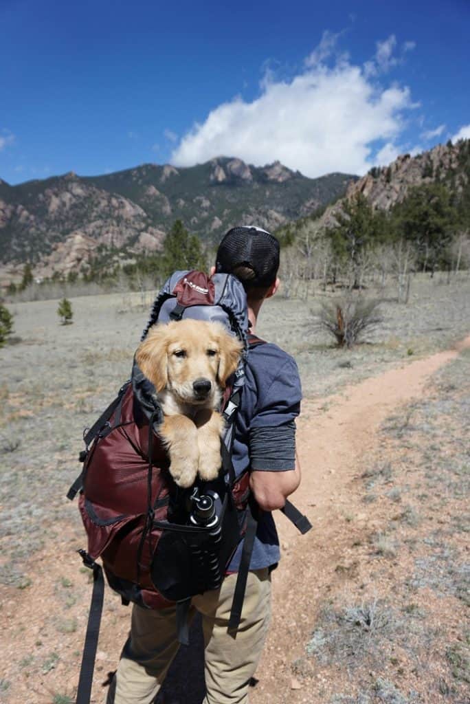 wanderung mit hund im rucksack auf einem bergpfad hund in einem rucksack, getragen von einem wanderer auf einem wanderweg in den bergen.