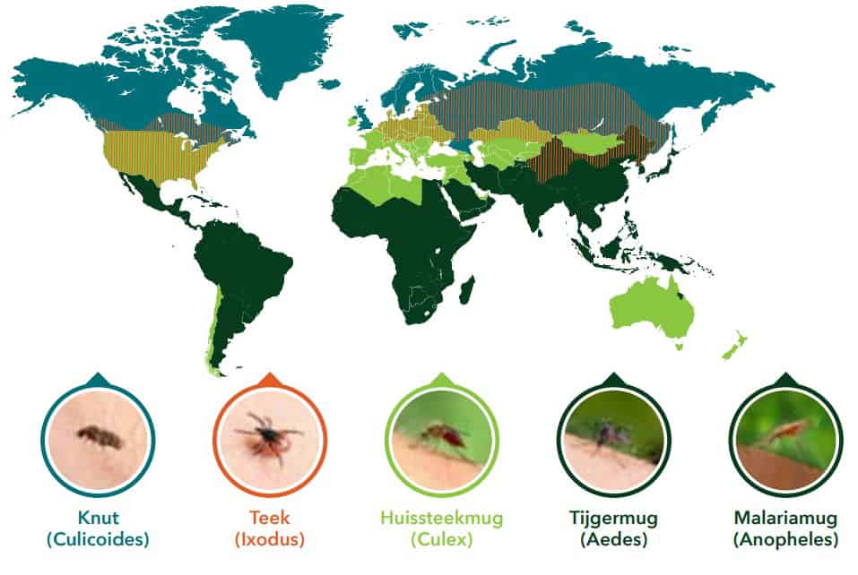 Weltkarte mit Verbreitung von Mückenarten: Knut, Teek, Hausstechmücke, Tigermücke und Malariamücke