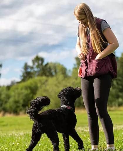 Hundesportbekleidung große Größen – Training mit Hund auf der Wiese