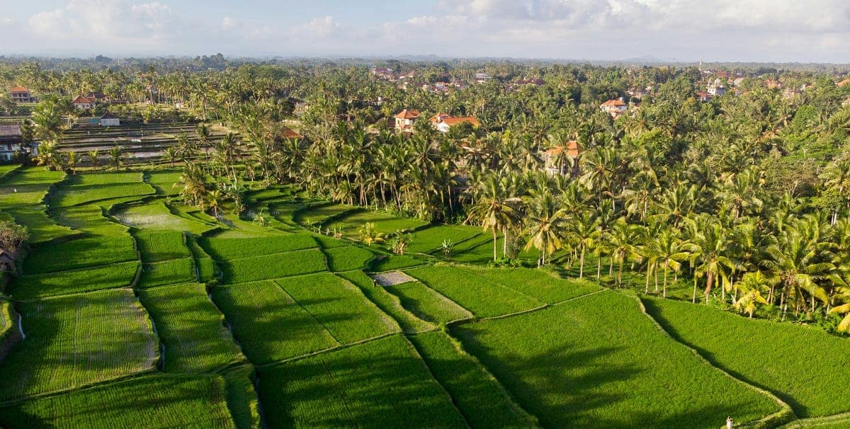 Packliste Bali – Reisfelder bei Ubud mit Palmen und tropischer Vegetation