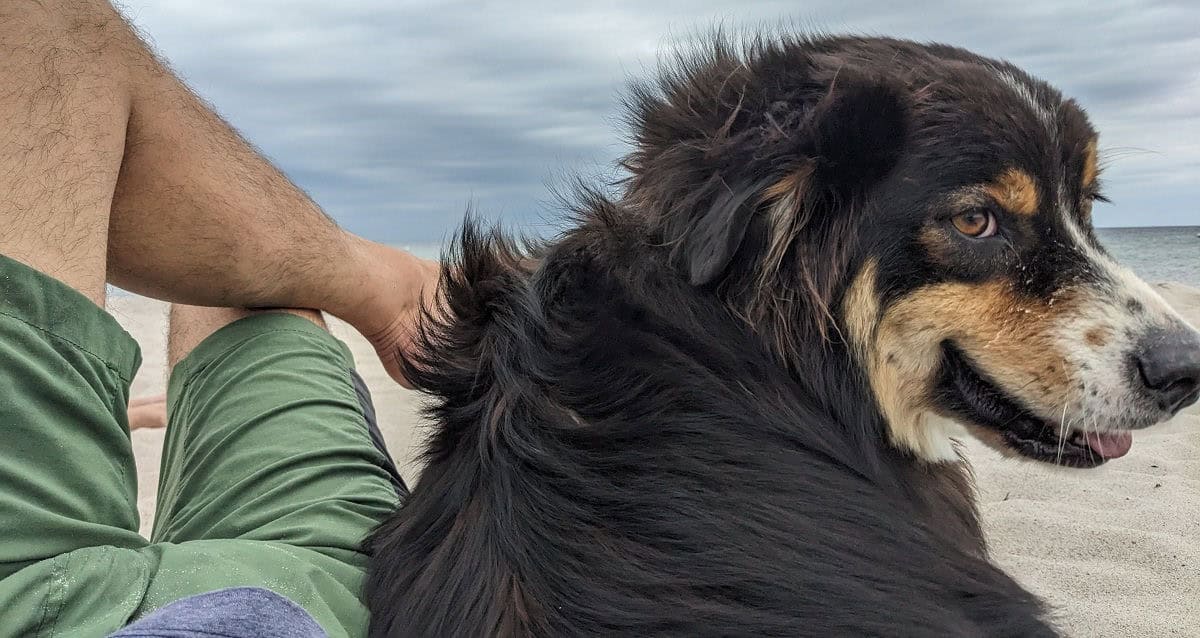 Flix, Australian Shepherd Black Tri, an der Ostsee 2025 – Packliste Urlaub mit Hund