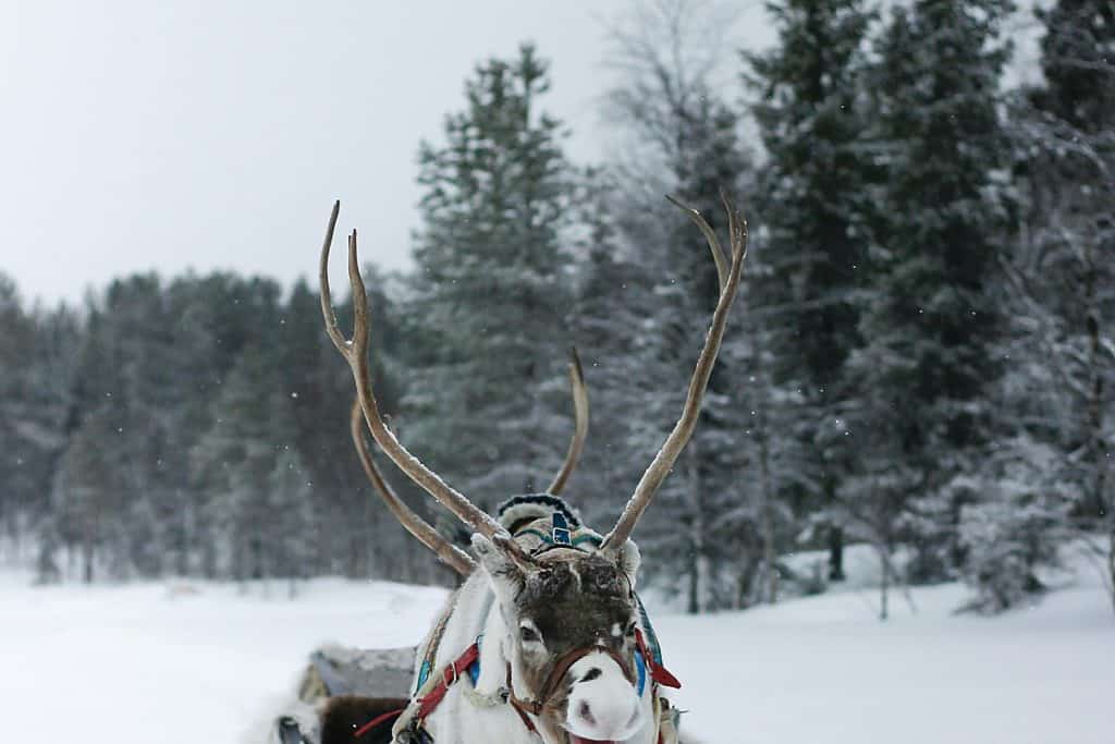 Rentier mit Geweih im verschneiten Wald.