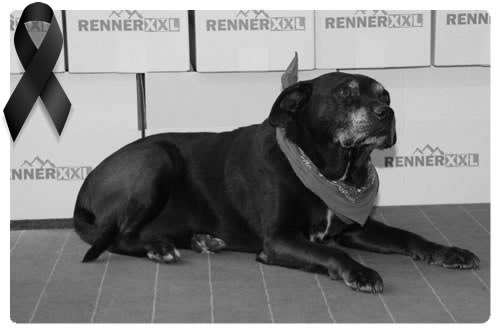 Igor Bürohund Igor