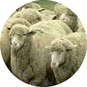 Merino Schafe Merino-Schafe